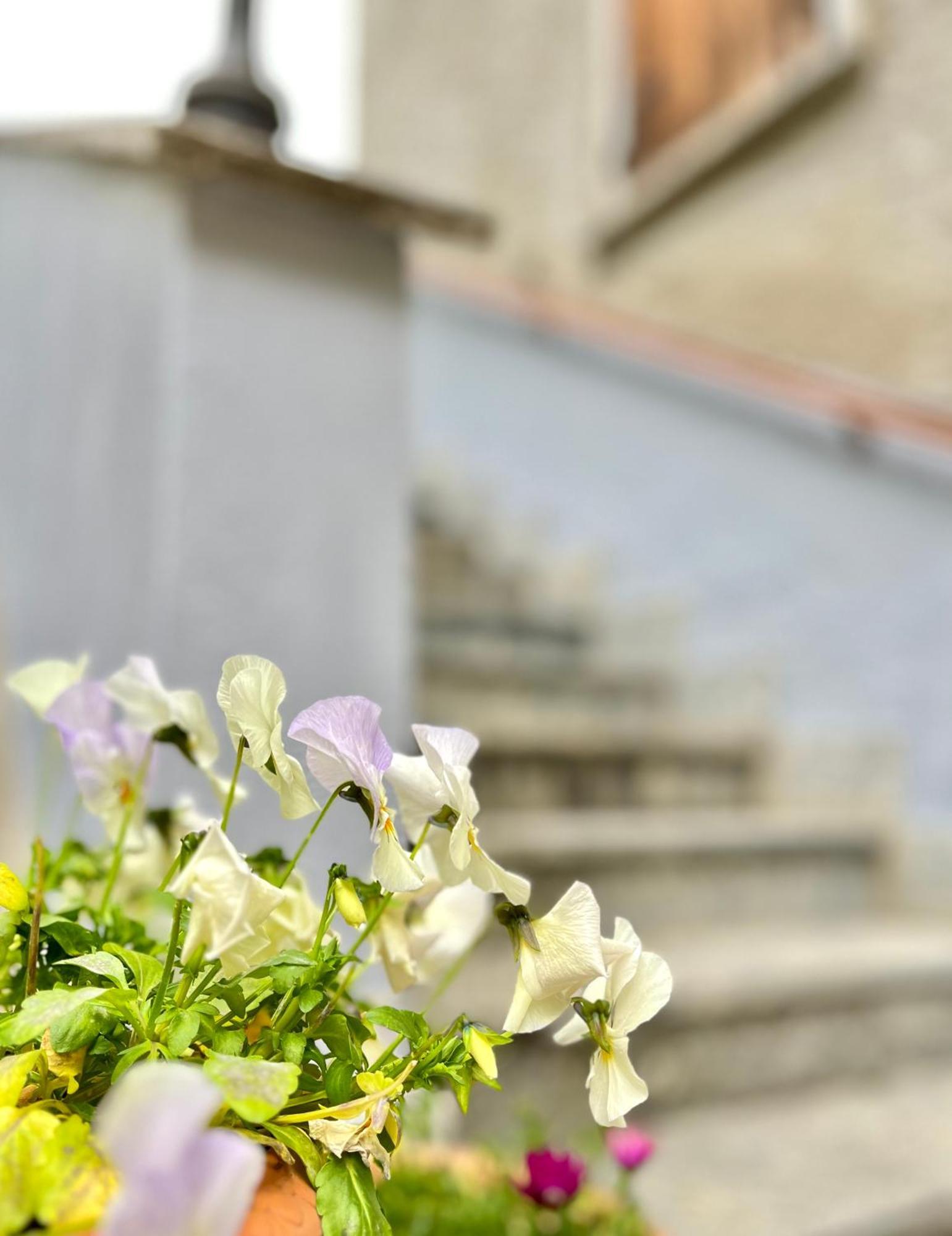 Agriturismo La Vecchia Chioderia Grandola ed Uniti Eksteriør billede