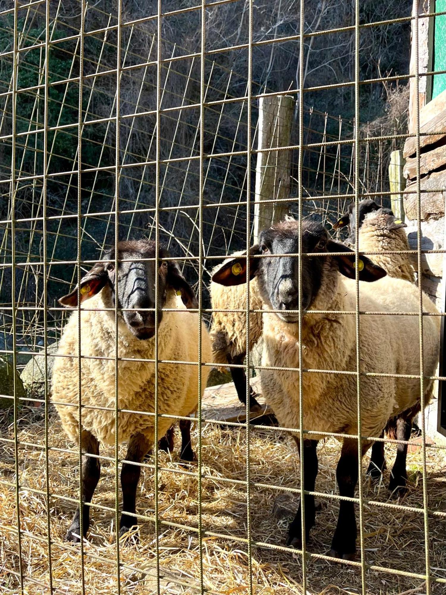 Agriturismo La Vecchia Chioderia Grandola ed Uniti Eksteriør billede