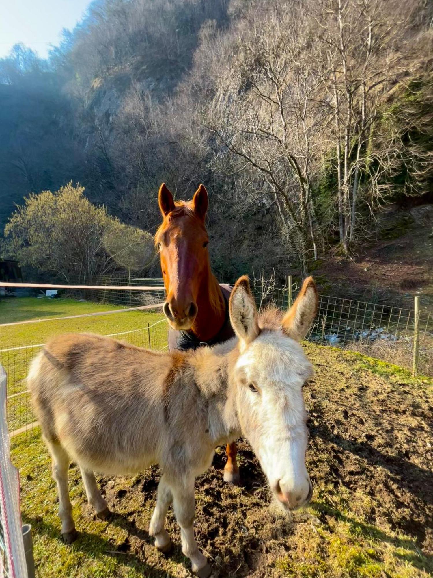 Agriturismo La Vecchia Chioderia Grandola ed Uniti Eksteriør billede