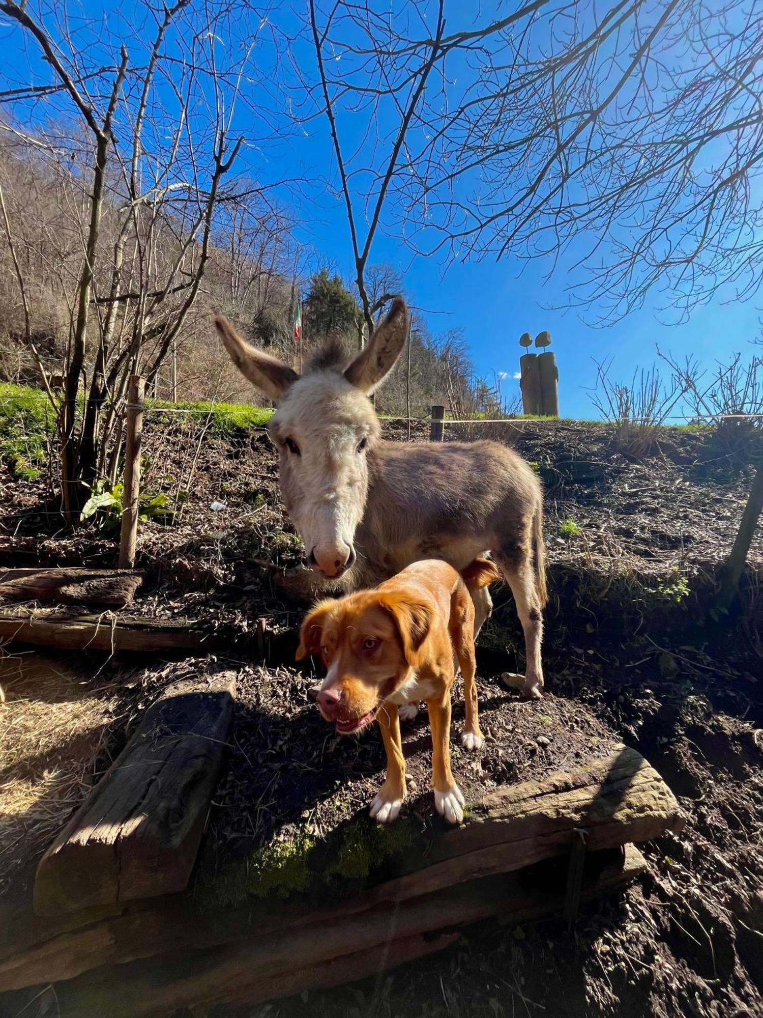 Agriturismo La Vecchia Chioderia Grandola ed Uniti Eksteriør billede